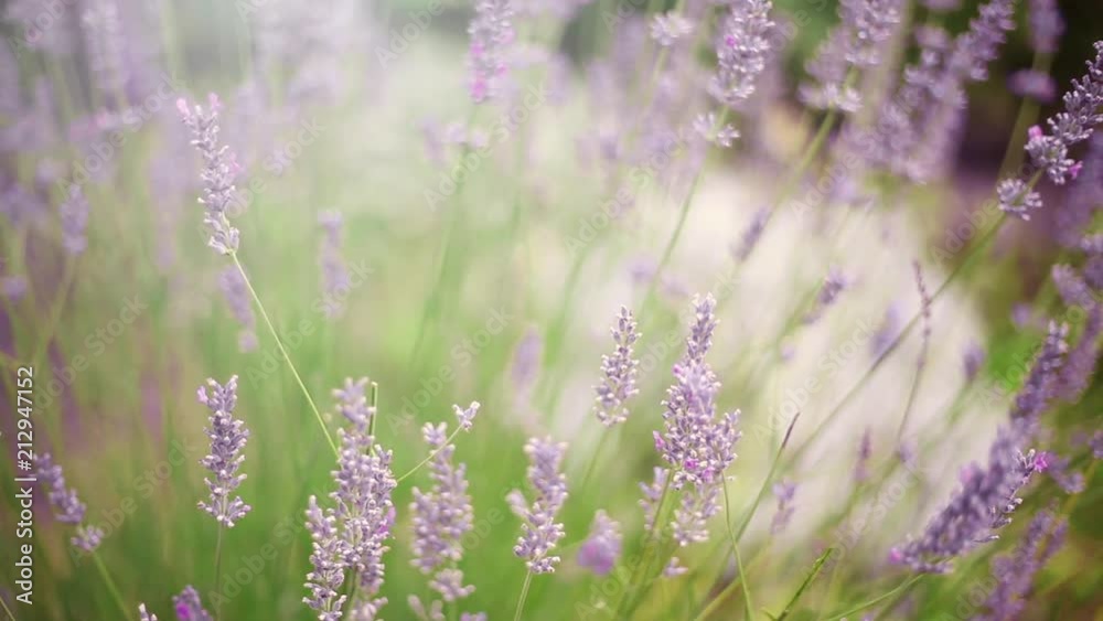 Lavender Field in the summer over sunset sky. Lavender Field in the summer over sunset sky.