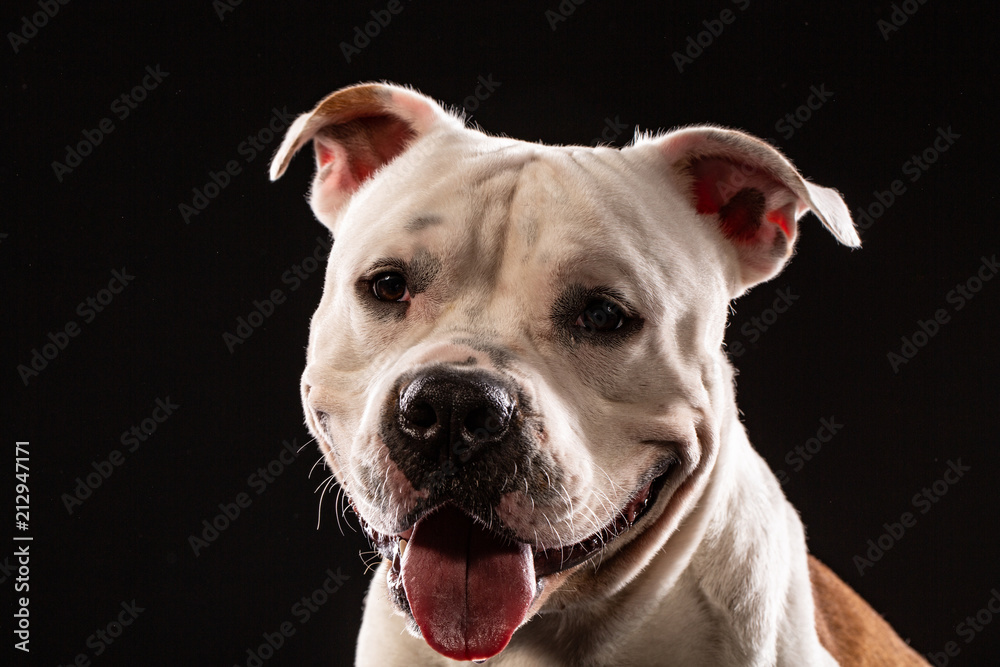 Pit bull dog portrait close-up in studio with black background