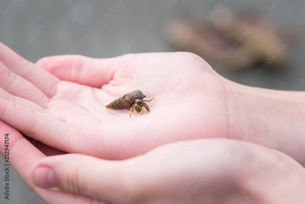Close-up of small hermit crab held in child's hands