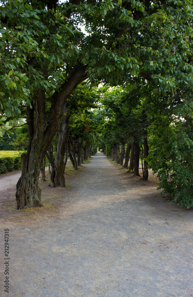 The path lined with a high trees The path lined with a high trees