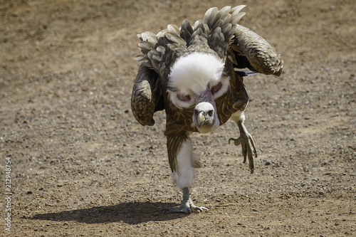 Gänsegeier 