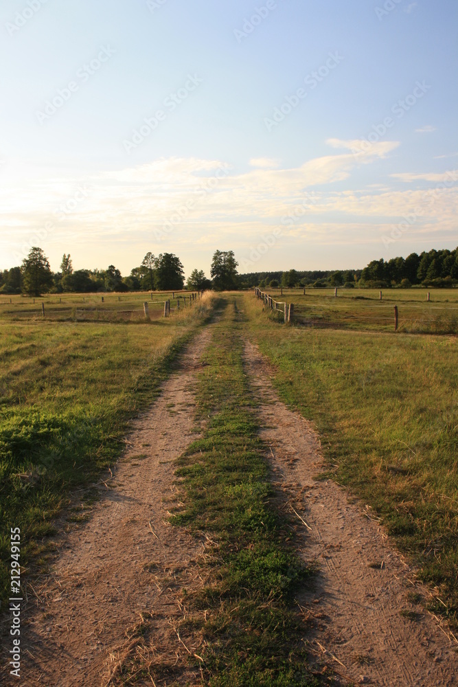 Path through a meadow