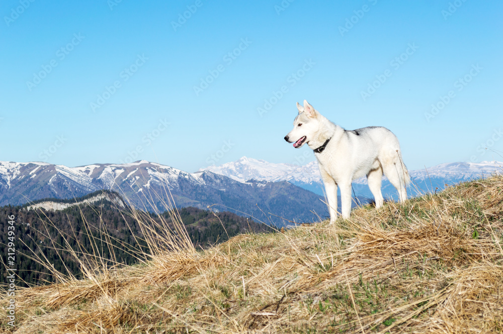 Husky against the background of snow-capped peaks of the spring morning Husky against the background of snow-capped peaks of the spring morning