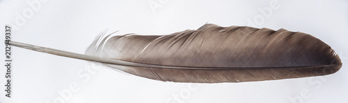 Bald Eagle Feather - Wing Feather