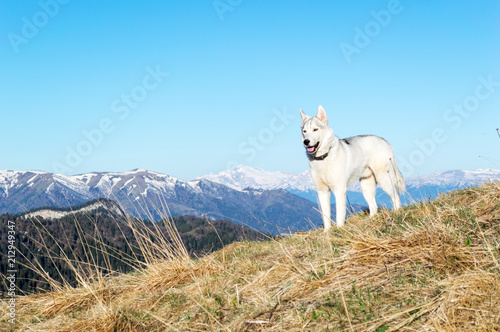 Husky against the background of snow-capped peaks of the spring morning