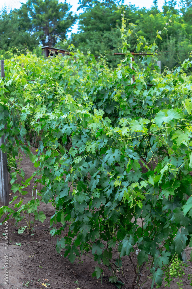 Beautiful young unripe grapes at summer Beautiful young unripe grapes at summer