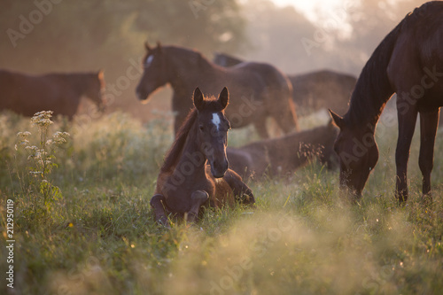 Foal at dawn