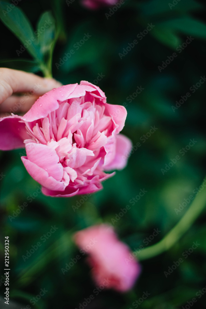 custom made wallpaper toronto digitalBeautiful flowers of pink peonies.