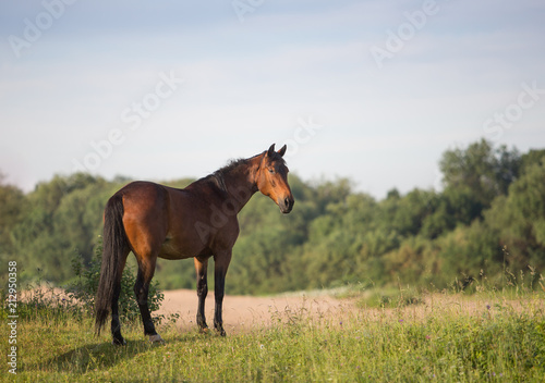 Fototapeta Naklejka Na Ścianę i Meble -  Horse in summer