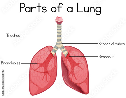 Parts of a lung on white background