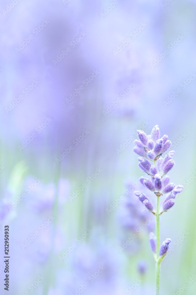 Obraz premium Zbliżenie: kwiat lawendy