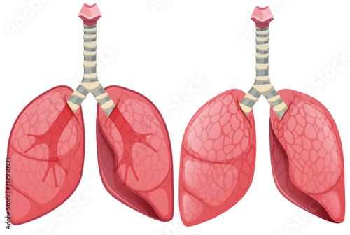 A Set of Human Lung