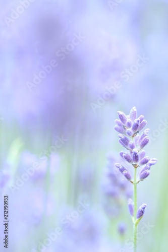 Fototapeta Naklejka Na Ścianę i Meble -  Close-up of lavender flower