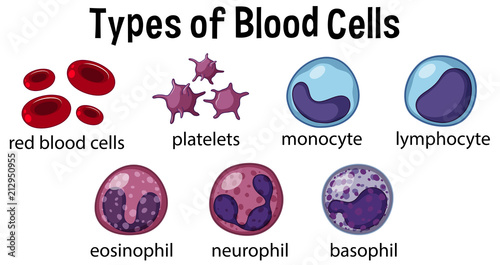 Types of Blood Cells photo