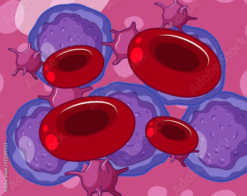 Red white blood cells and platelets