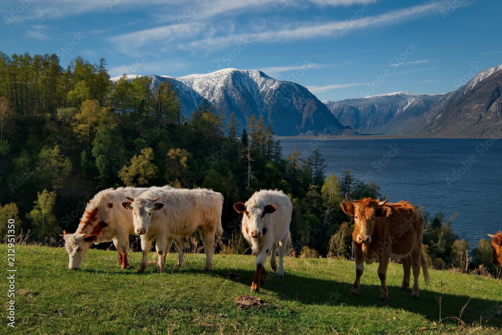 Obraz premium Russia. The South Of Western Siberia. mountain Altai. Lush pastures on the slopes of lake Teletskoye.