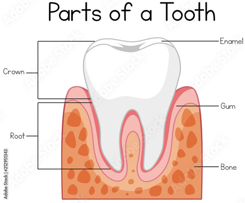 Parts of a Tooth Diagram