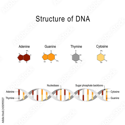 structure of DNA