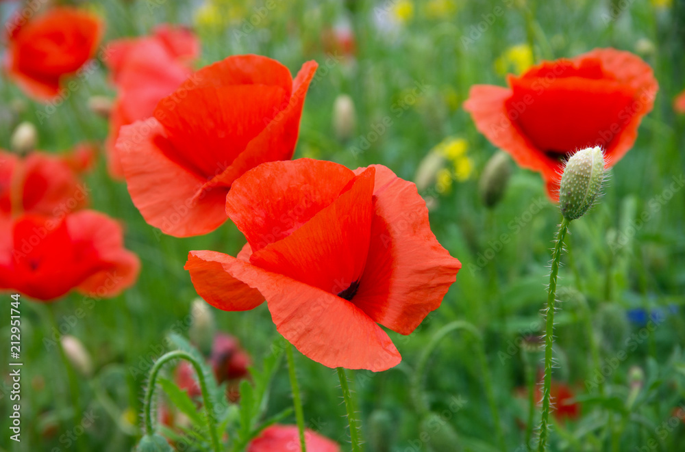 red poppies red poppies