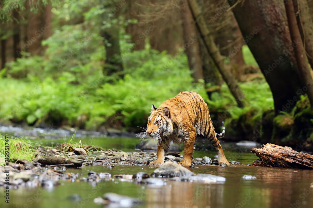 Fototapeta premium The Siberian tiger (Panthera tigris tigris),also called Amur tiger (Panthera tigris altaica) walking through the water. Beautiful female Siberian tiger in warm summer.