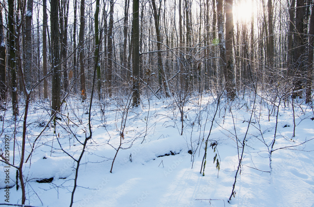 Fototapeta premium Sunset in winter forest
