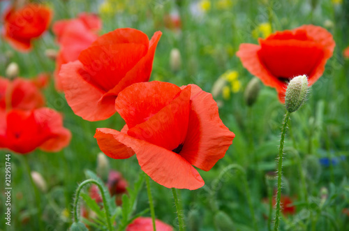 red poppies