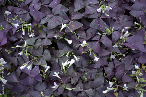 group of clover plants or Oxalis Triangularis, lilac flowers, summer bloom, dark red leaves, triangular shape, Oxalidaceae family, gardening, water drops, background, Italy photo