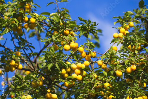 Yellow mirabelle plums 