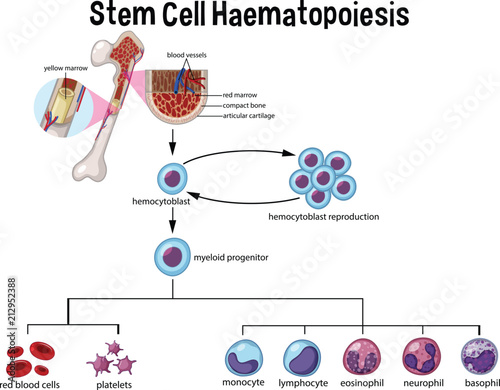Stem Cell Haematopoiesis Diagram