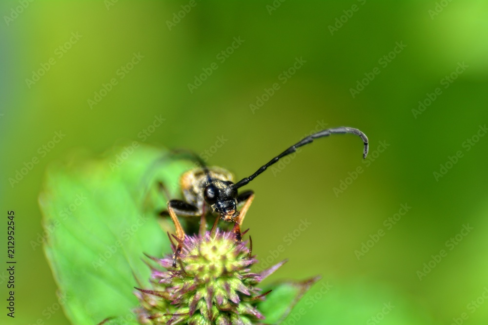Naklejka premium Rothalsbock ( Stictoleptura rubra ) Käfer von vorne in der grünen Natur mit viel Textfreiraum