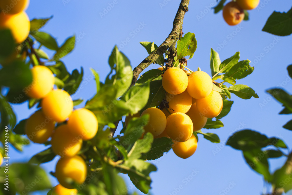 Yellow mirabelle plums 
