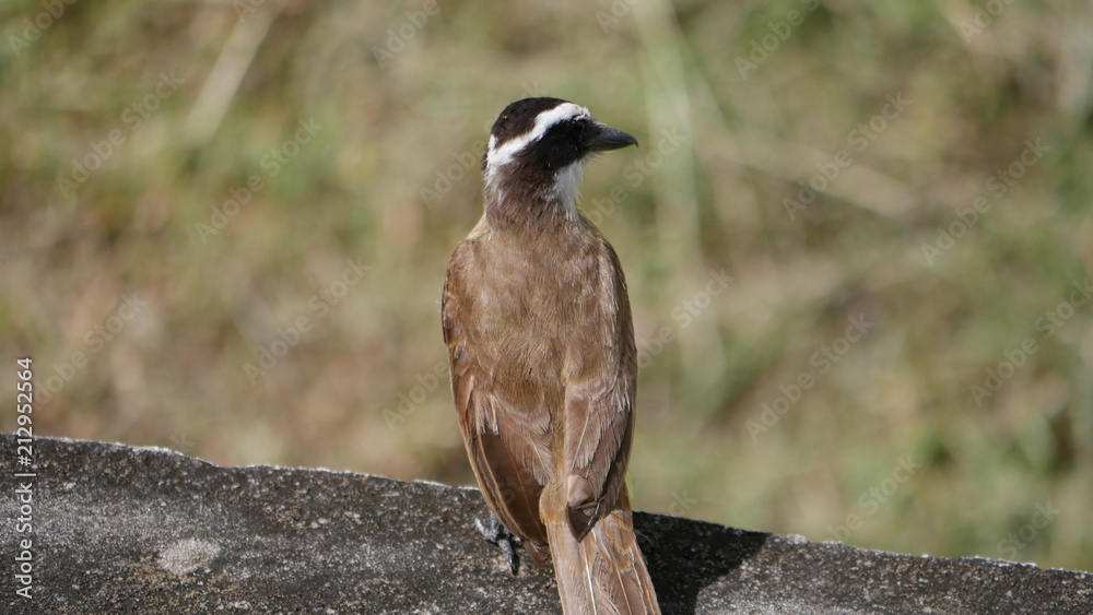 Kiskadee Kiskadee