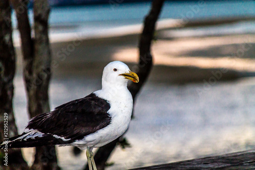 Southern black-backed gull,(Larus dominicanus), on the beach, Point Chevier, Auckland, New Zealand photo