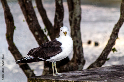 Southern black-backed gull,(Larus dominicanus), on the beach, Point Chevier, Auckland, New Zealand photo
