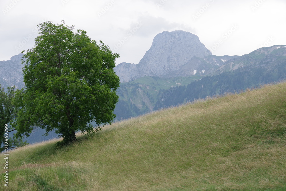 Stockhorn mit Baum im Vordergrund