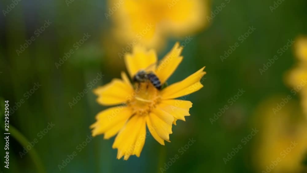 Coreopsis. Honey bee collecting pollen on a bright yellow flower. Coreopsis. Honey bee collecting pollen on a bright yellow flower.