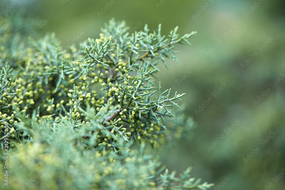 green lush branches of coniferous tree