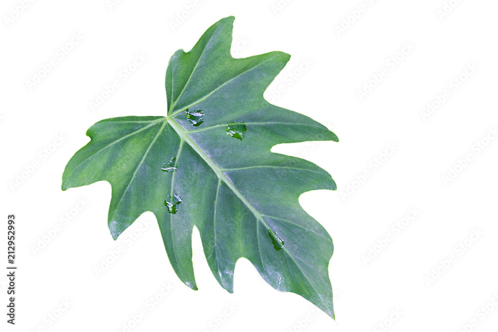 Green Leaves Of Monstera (Split-Leaf Philodendron) Tropical Foliage Plant Growing In Wild Isolated On White Background, Floral Background. Green Leaves Of Monstera (Split-Leaf Philodendron) Tropical Foliage Plant Growing In Wild Isolated On White Background, Floral Background.