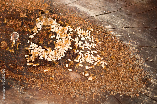 Anthill of yellow meadow ant. Ants with a lot of big eggs.  photo