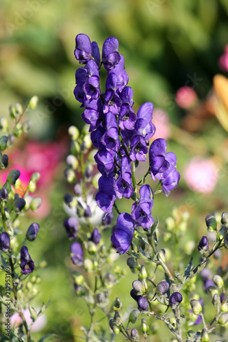 Obraz na plátne Flowering aconite or Aconitum napellus with blue flowers in garden