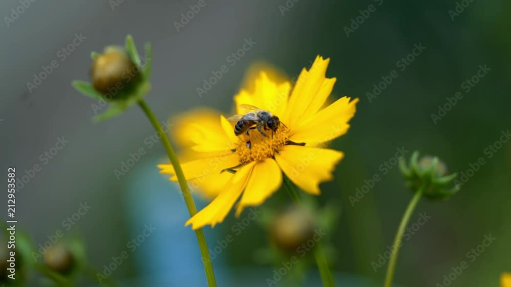 Nice summer flowers. Coreopsis Nice summer flowers. Coreopsis