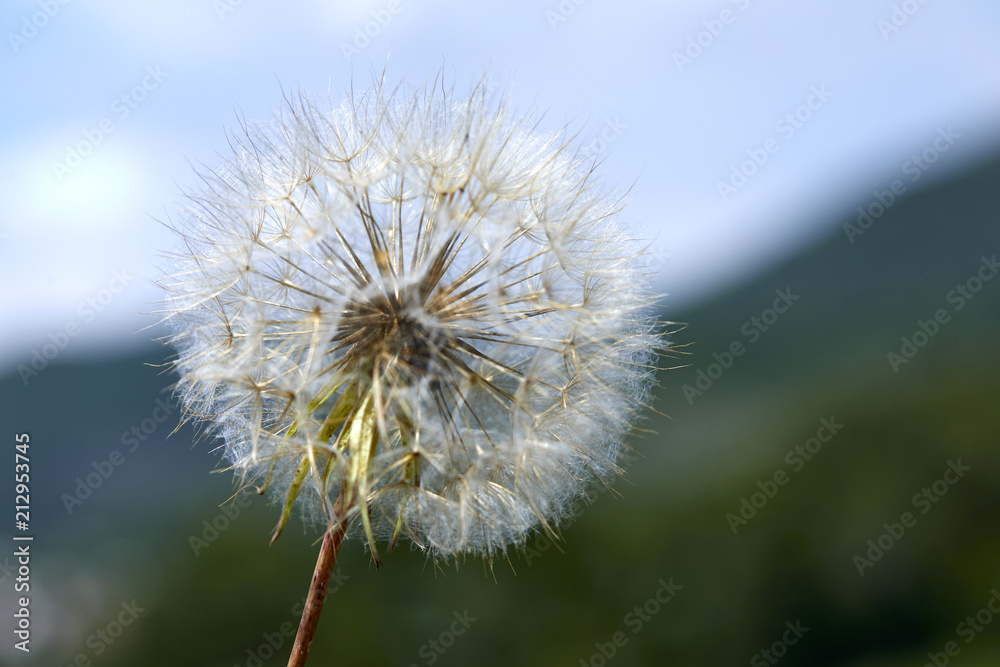 Naklejka premium Closeup picture of Dandelion.