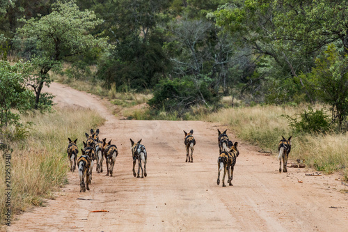 Group of African Hunting Dogs walking away