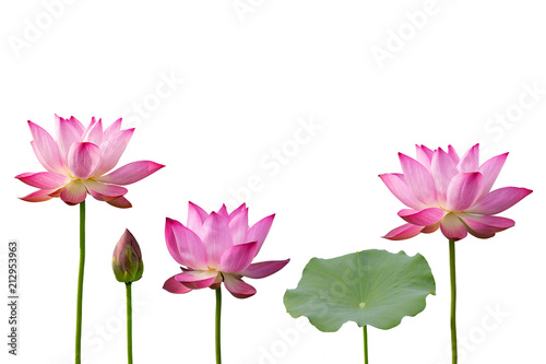 Fototapeta Naklejka Na Ścianę i Meble -  Pink Lotus And Leaf Isolated On White Background.