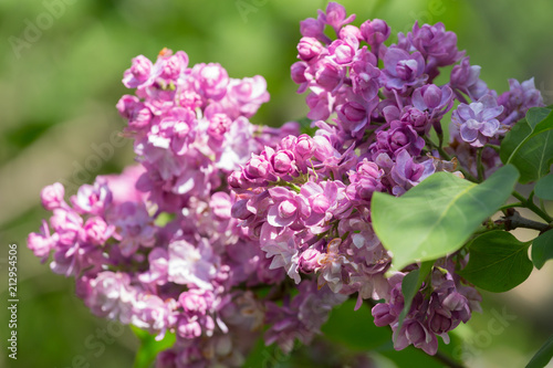 Branch blossoming lilac closeup