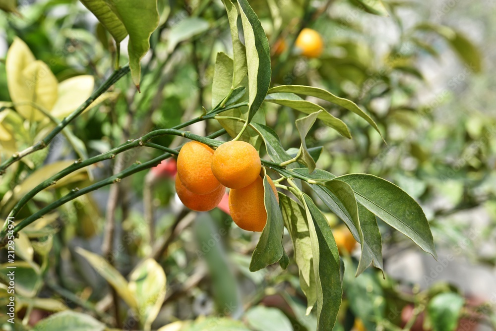 Mandarin tree in garden