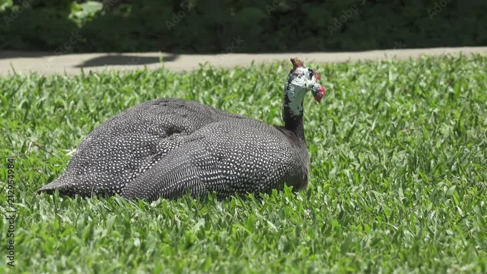 Guinea fowl Guinean chicken on a green grass Guinea fowl Guinean chicken on a green grass