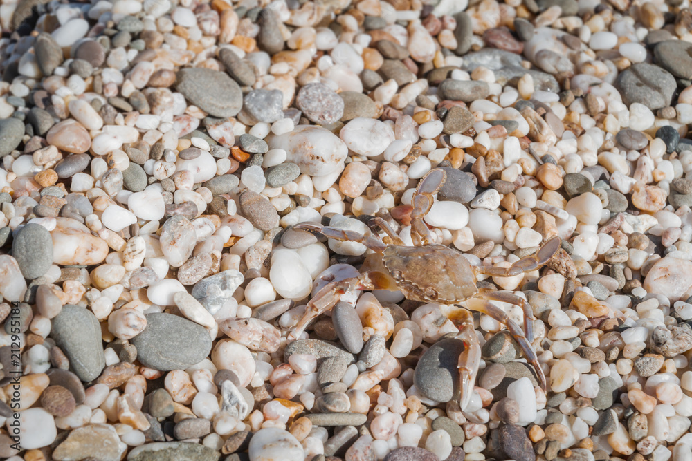 Live crab sitting on small stones on the beach in the summer Live crab sitting on small stones on the beach in the summer