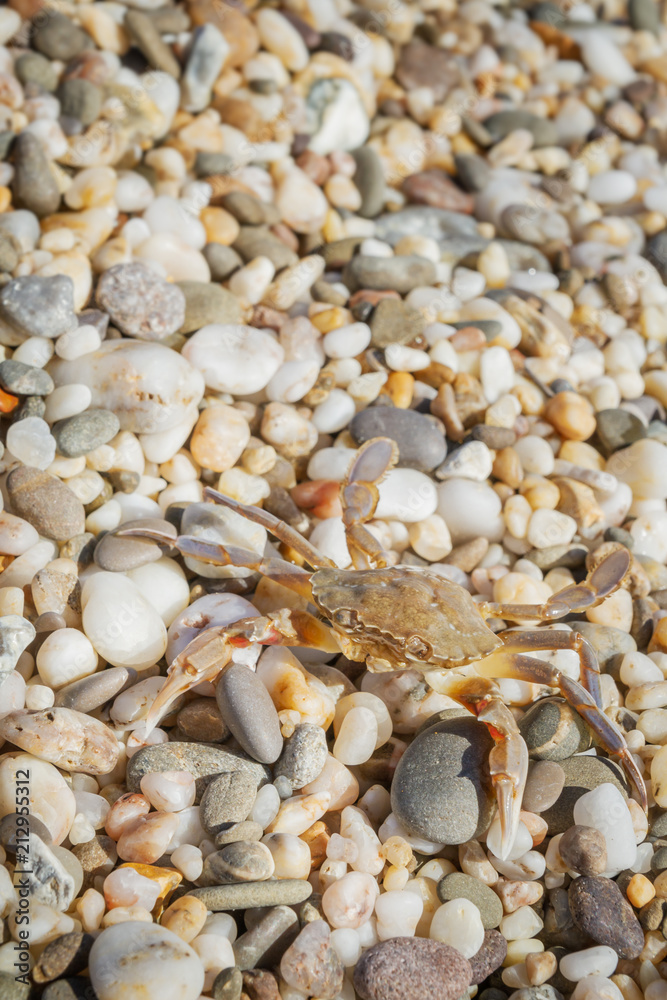 Live crab sitting on small stones on the beach in the summer