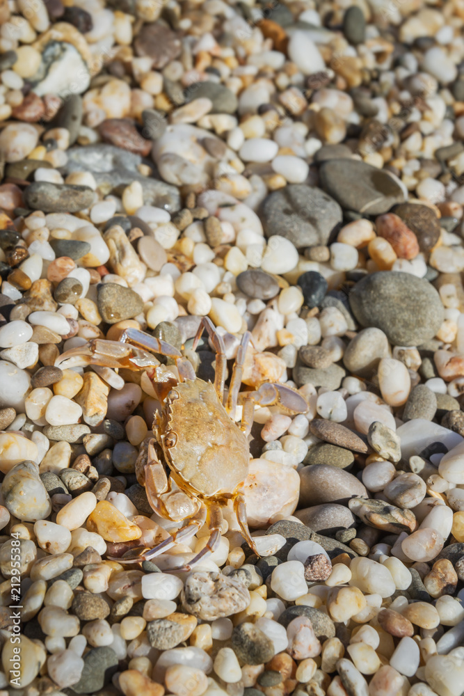Live crab sitting on small stones on the beach in the summer Live crab sitting on small stones on the beach in the summer